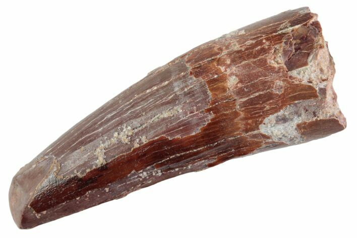 Fossil Spinosaurus Tooth - Feeding Worn Tooth #367990